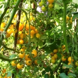 Zlatna kiša paradajz: recenzije + fotografije